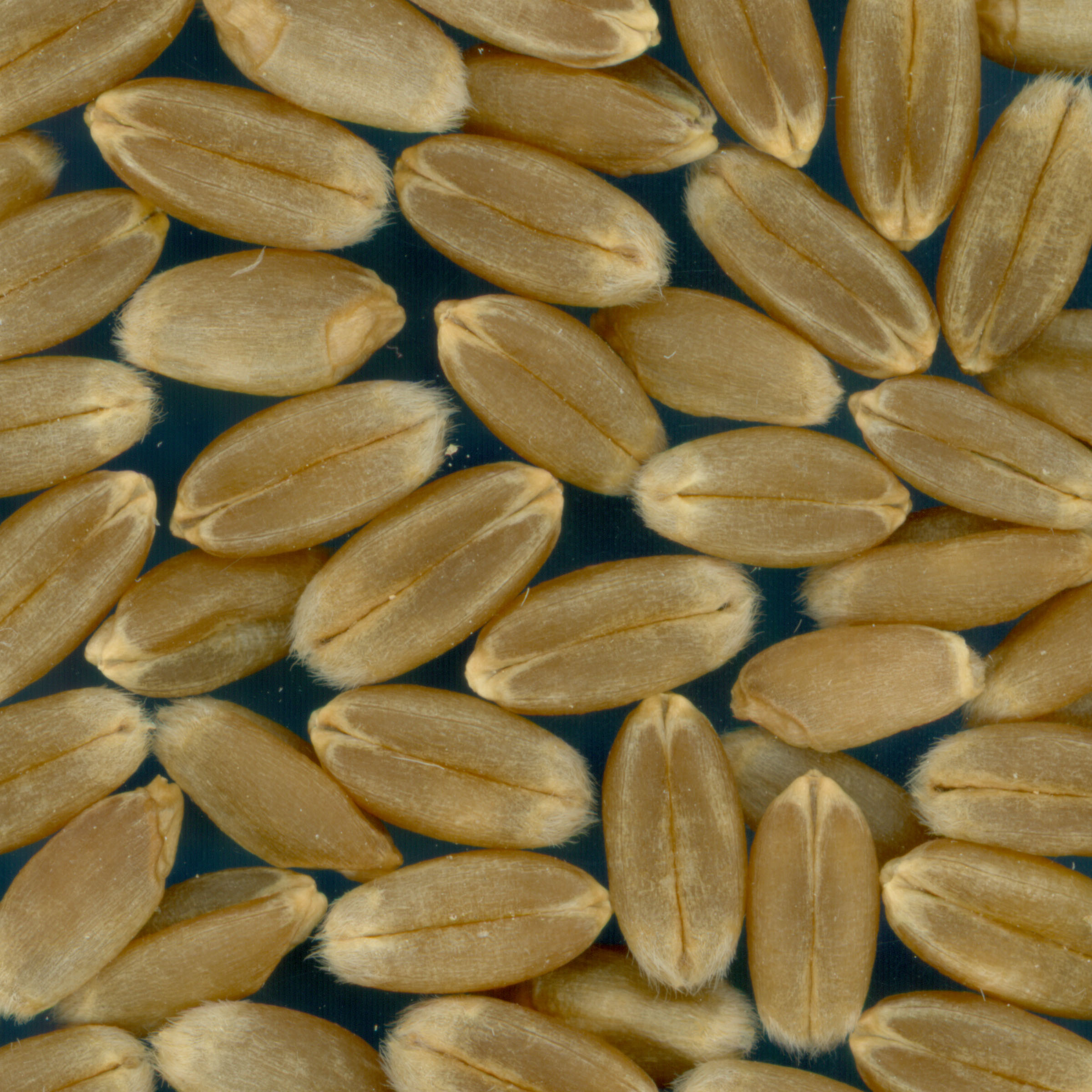 KERNELS